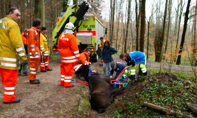 GTRD – Soccorso grandi animali